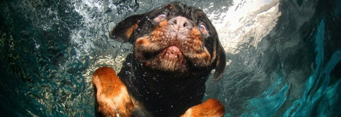 Photo d'un rottweiler sou l'eau d'une piscine